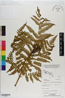 三腳鳳尾蕨藏品圖，第1張