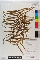 鱗蓋鳳尾蕨藏品圖，第1張