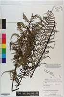 粉葉蕨藏品圖，第1張