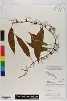 登錄號:P020657藏品圖，第1張