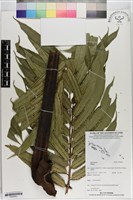 登錄號:P020663藏品圖，第1張