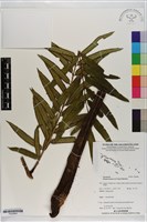 登錄號:P020664藏品圖，第1張