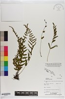 登錄號:P020665藏品圖，第1張