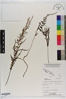 登錄號:P020666藏品圖，第1張