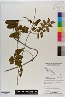 登錄號:P020668藏品圖，第1張