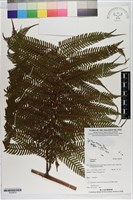 登錄號:P020670藏品圖，第1張