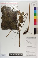 登錄號:P020676藏品圖，第1張