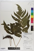 登錄號:P020677藏品圖，第1張