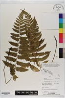 登錄號:P020678藏品圖，第1張