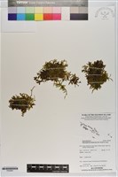 登錄號:P020681藏品圖，第1張