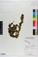 登錄號:P020682藏品圖，第1張