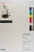 短柄單葉假脈蕨藏品圖，第1張