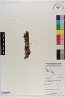 登錄號:P020684藏品圖，第1張