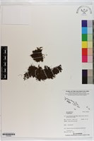 登錄號:P020685藏品圖，第1張