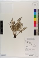 登錄號:P020686藏品圖，第1張