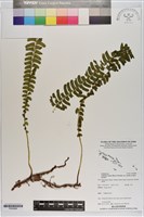 登錄號:P020688藏品圖，第1張