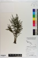 登錄號:P020689藏品圖，第1張