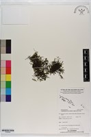 柯氏假脈蕨、假脈蕨藏品圖，第1張