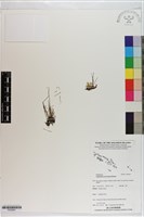 登錄號:P020691藏品圖，第1張