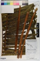 登錄號:P020694藏品圖，第1張