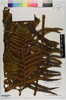 登錄號:P020695藏品圖，第1張