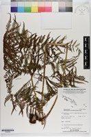 大金星蕨藏品圖，第1張