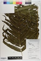 登錄號:P020697藏品圖，第1張