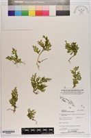 登錄號:P020698藏品圖，第1張