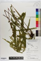 登錄號:P020699藏品圖，第1張