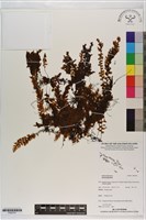 登錄號:P020701藏品圖，第1張