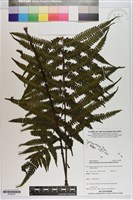 登錄號:P020702藏品圖，第1張