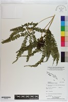 登錄號:P020704藏品圖，第1張