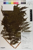 登錄號:P020706藏品圖，第1張