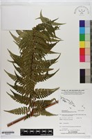 登錄號:P020707藏品圖，第1張