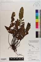 登錄號:P020708藏品圖，第1張