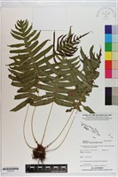 登錄號:P020709藏品圖，第1張