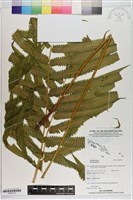 登錄號:P020710藏品圖，第1張