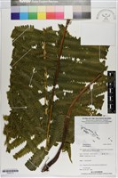 登錄號:P020712藏品圖，第1張