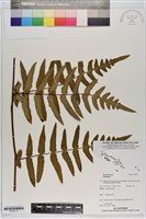 登錄號:P020713藏品圖，第1張