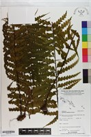 登錄號:P020714藏品圖，第1張