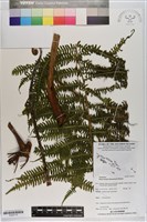 登錄號:P020715藏品圖，第1張