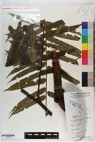 登錄號:P020716藏品圖，第1張