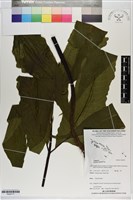 登錄號:P020717藏品圖，第1張