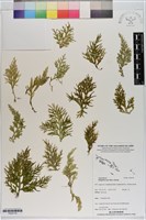 登錄號:P020718藏品圖，第1張