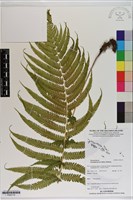 登錄號:P020719藏品圖，第1張