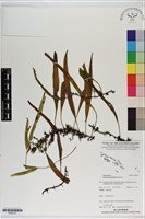 抱樹石葦藏品圖，第1張