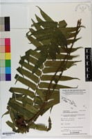 登錄號:P020722藏品圖，第1張