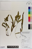 箭葉鱗始蕨藏品圖，第1張