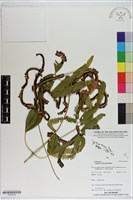 登錄號:P020724藏品圖，第1張