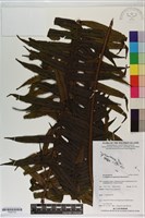 登錄號:P020725藏品圖，第1張